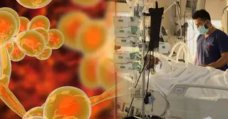 ক্যান্ডিডা অরিসে আইসিইউতে নীরব মৃত্যুর ছায়া: শনাক্তে অক্ষম ৯৫% ইউনিট, অকার্যকর অ্যান্টিফাংগাল